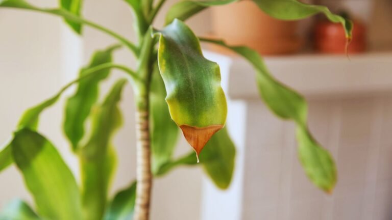 brown houseplant leaves