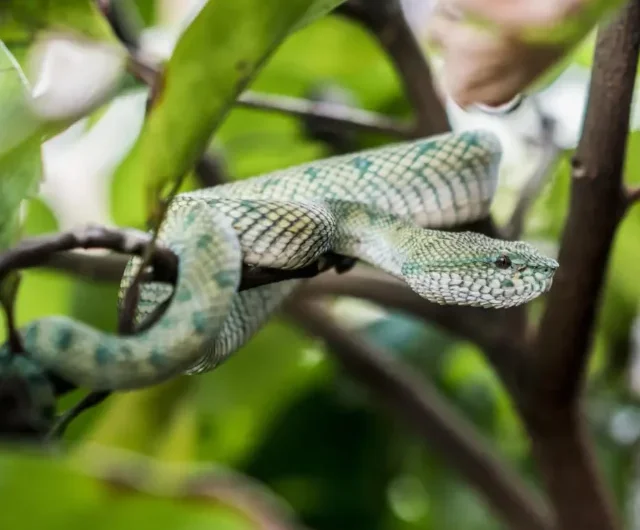 10 Plants That Repel Snakes From Your Yard