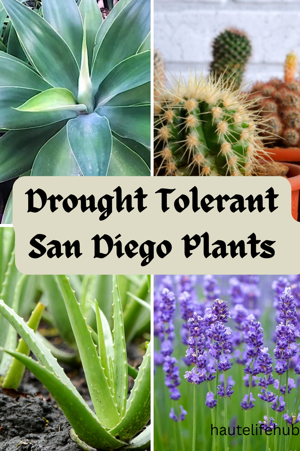 Drought tolerant San Diego Plants 