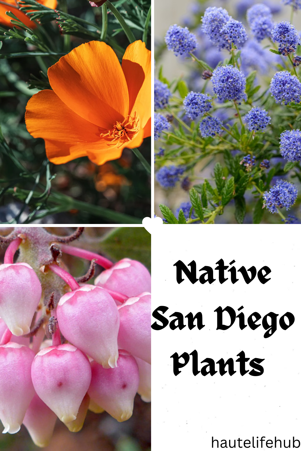 Native San Diego Plants