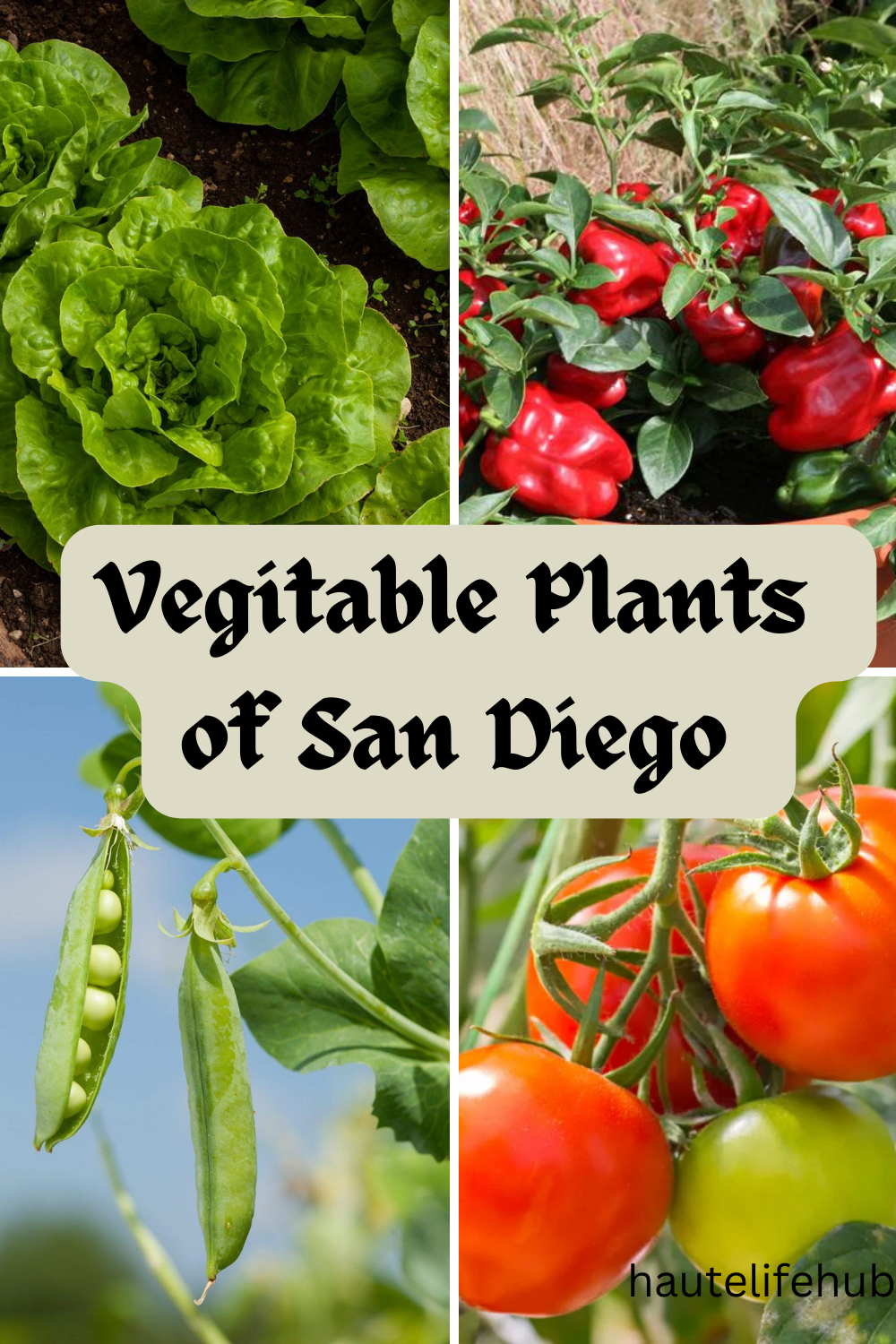 vegetables of San Diego 
