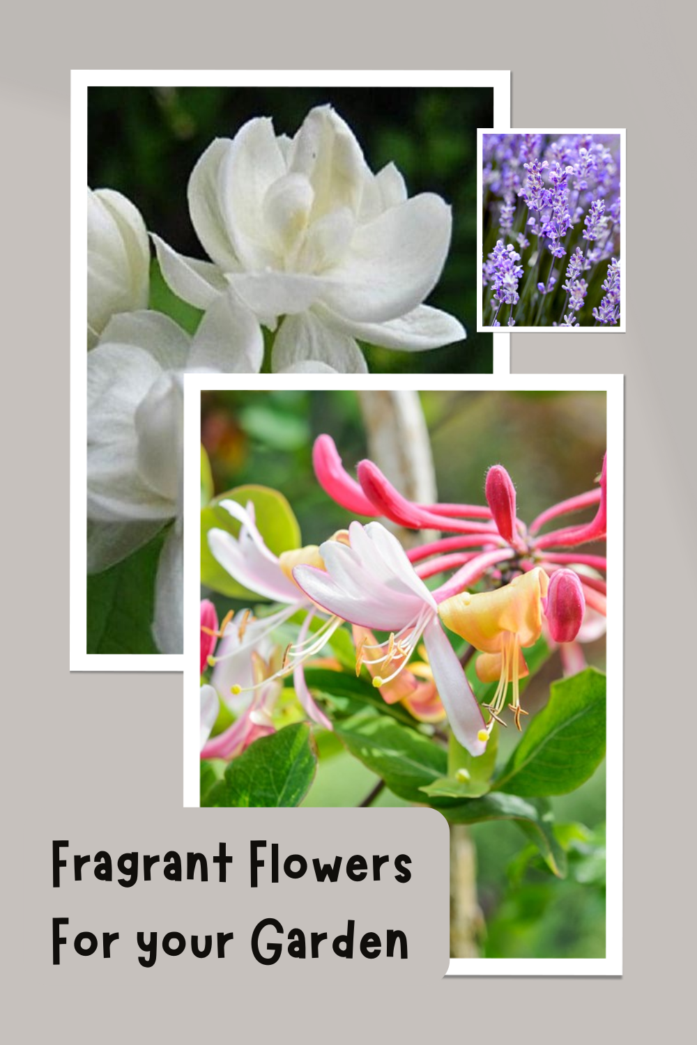 Fragrant Flowers For your Garden
