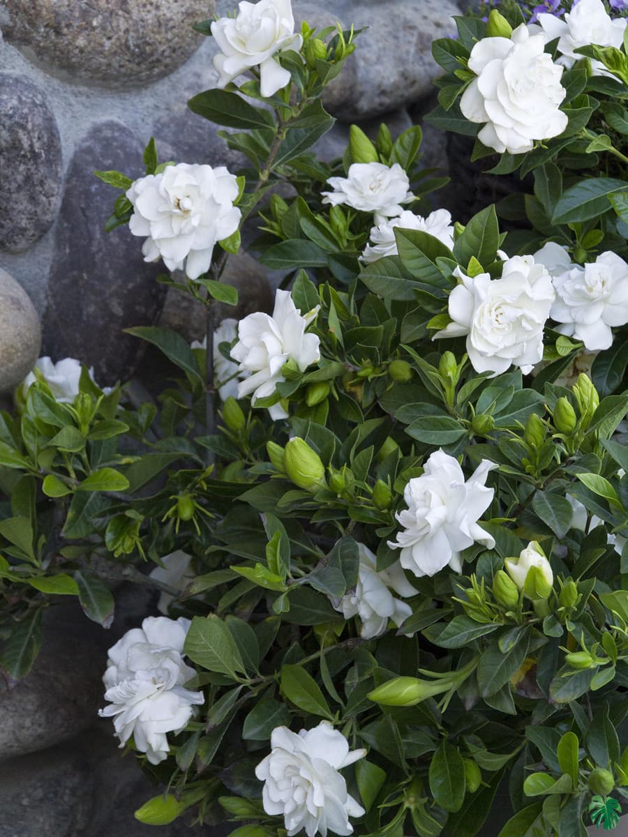 Gardenia fragrant flowers for your garden  