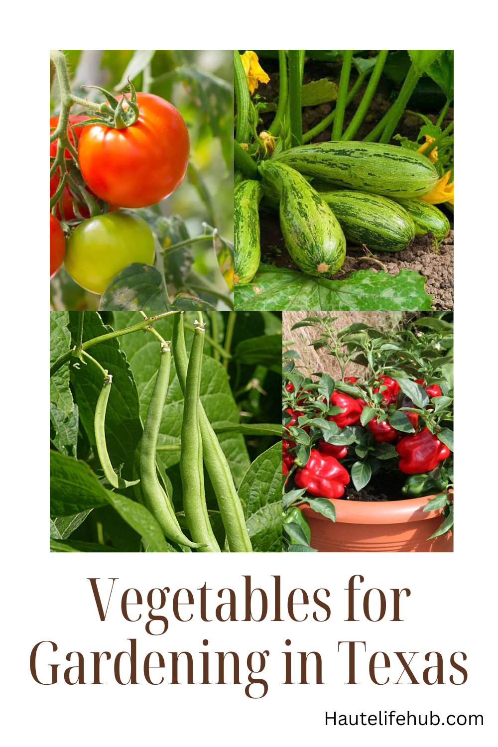 Vegetables for for Gardening in Texas 