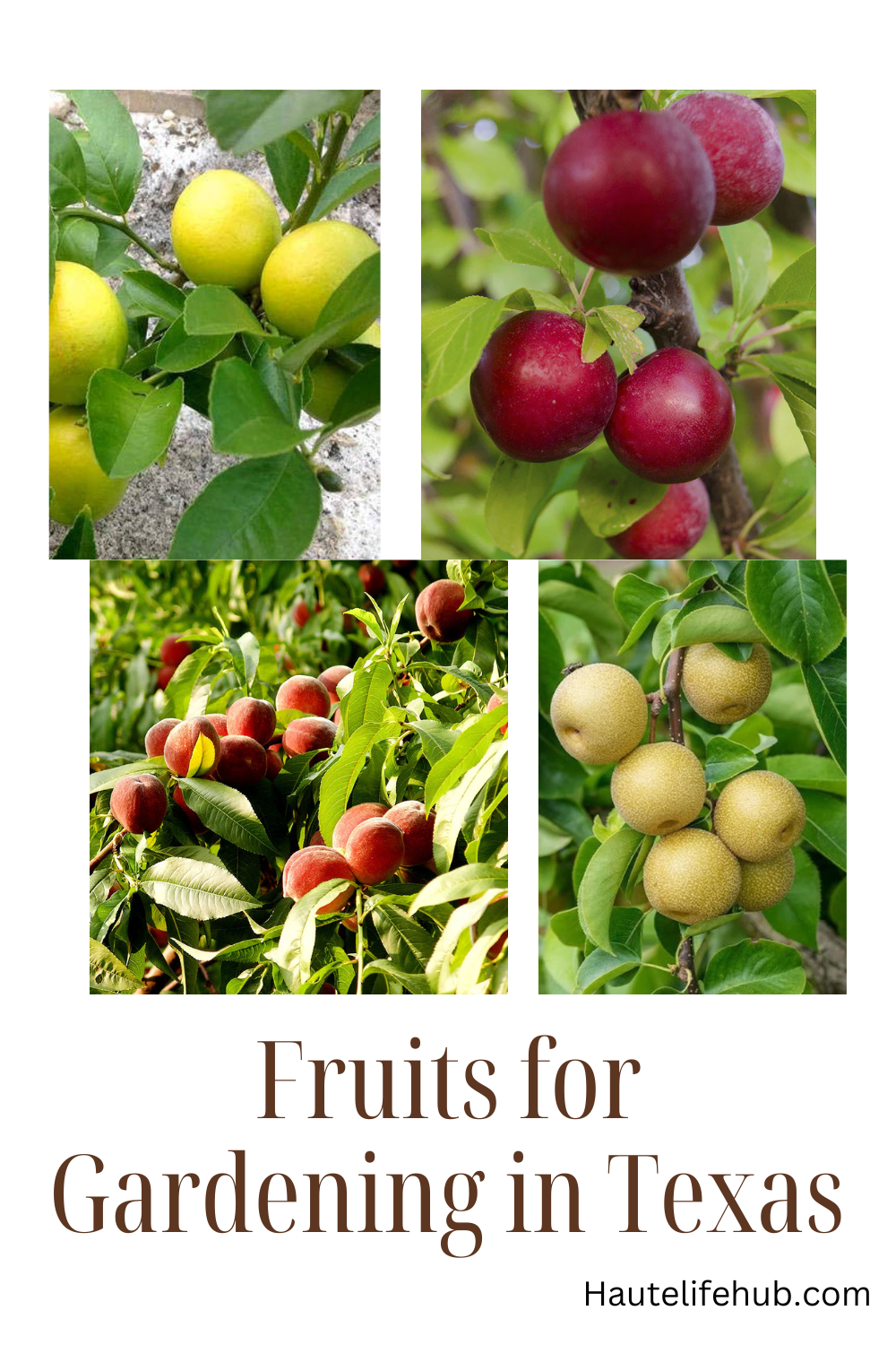 fruits for for Gardening in Texas