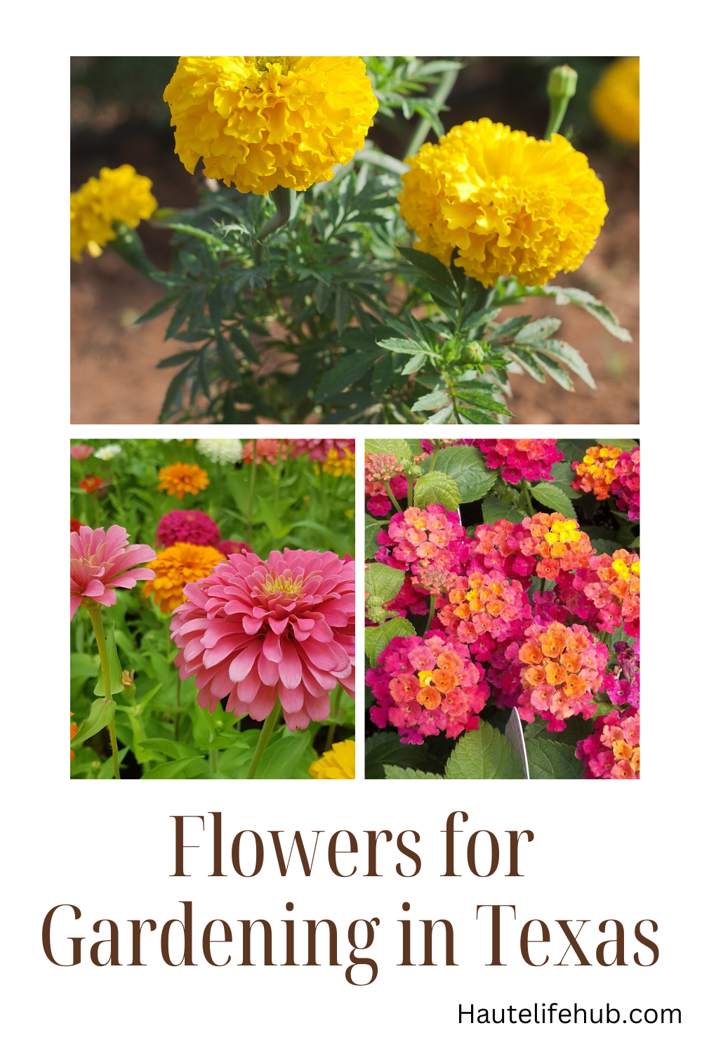 Flowers for Gardening in Texas