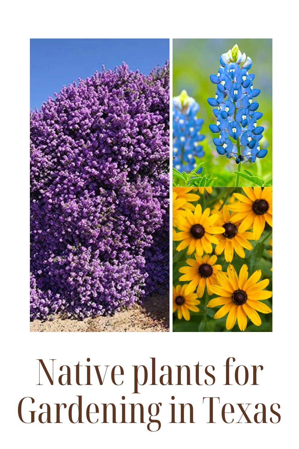 Native plants for Gardening in Texas