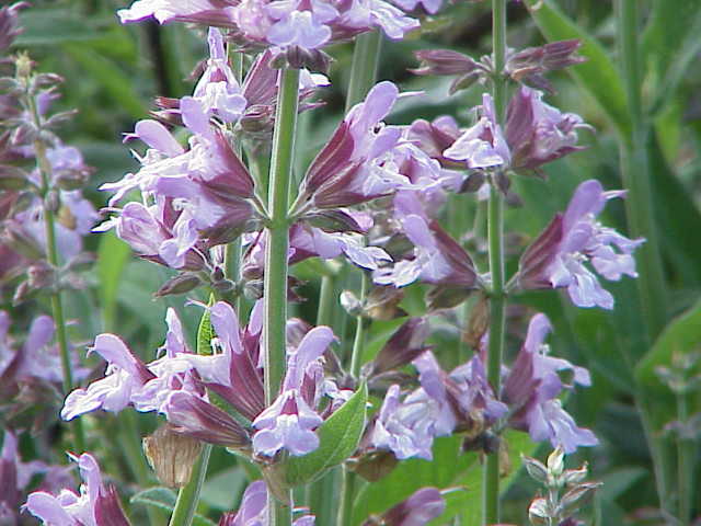 Salvia (Salvia spp.) 