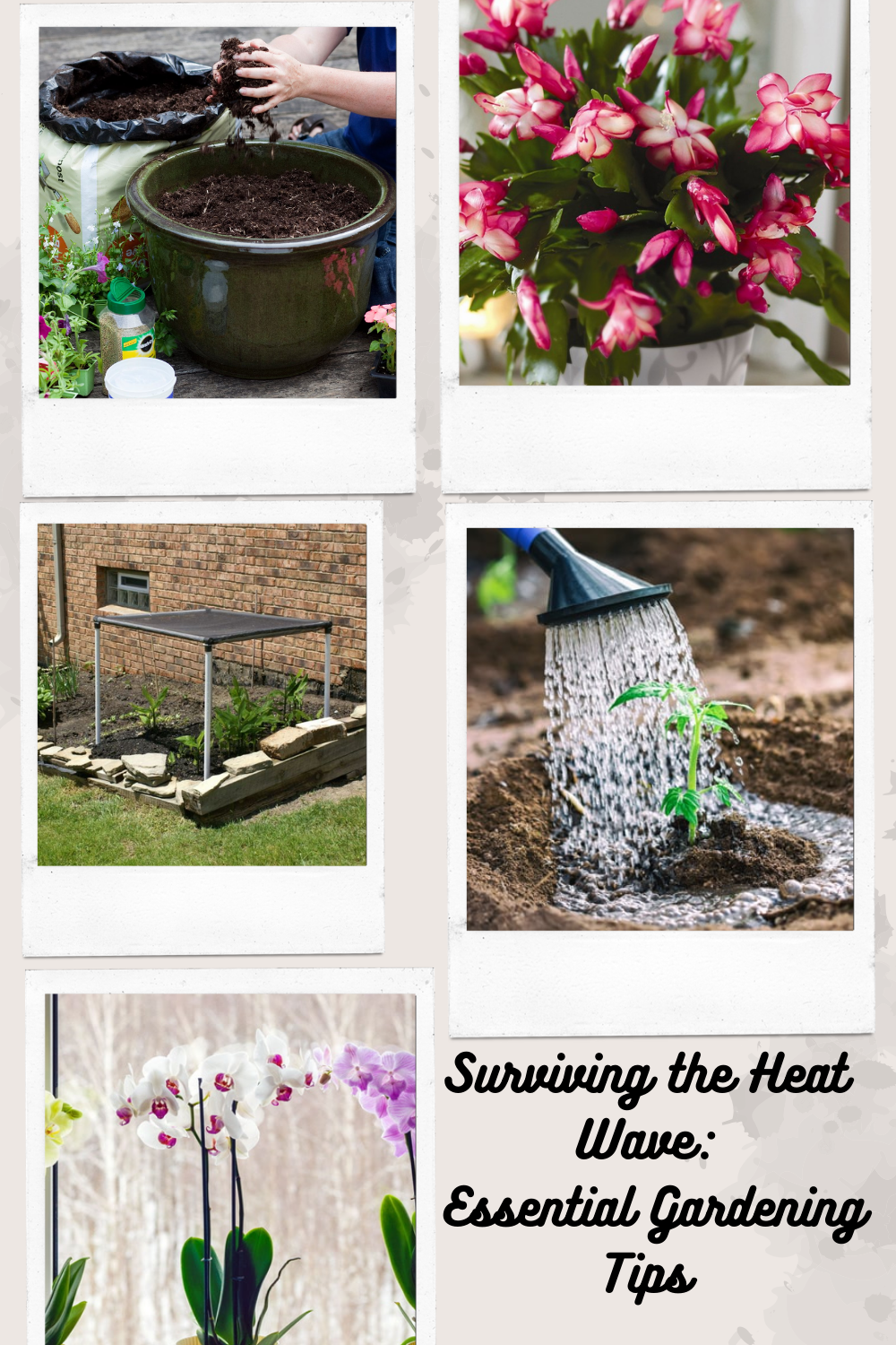 Heat wave gardening tips