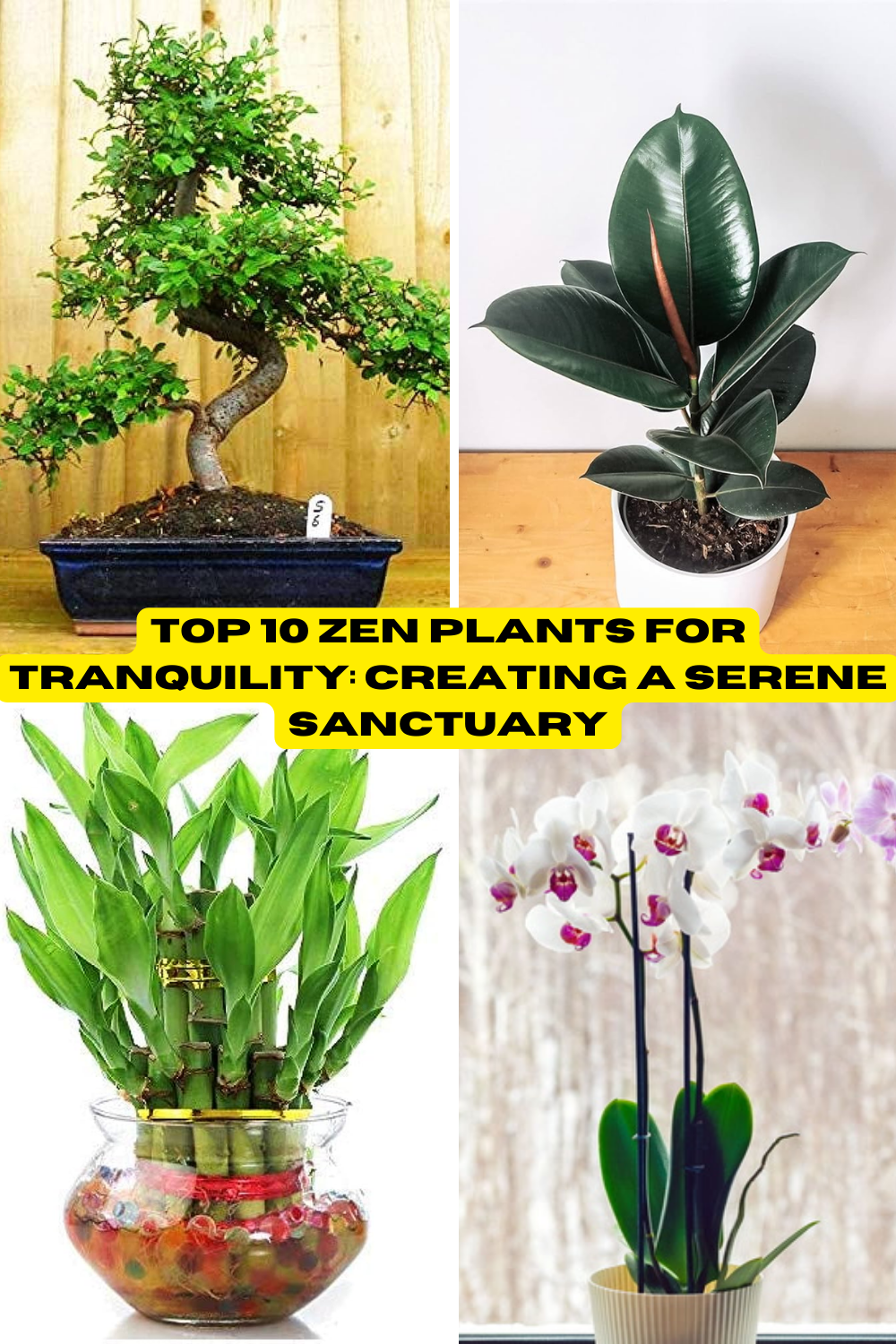 Top 10 Zen Plants for Tranquility: Creating a Serene Sanctuary