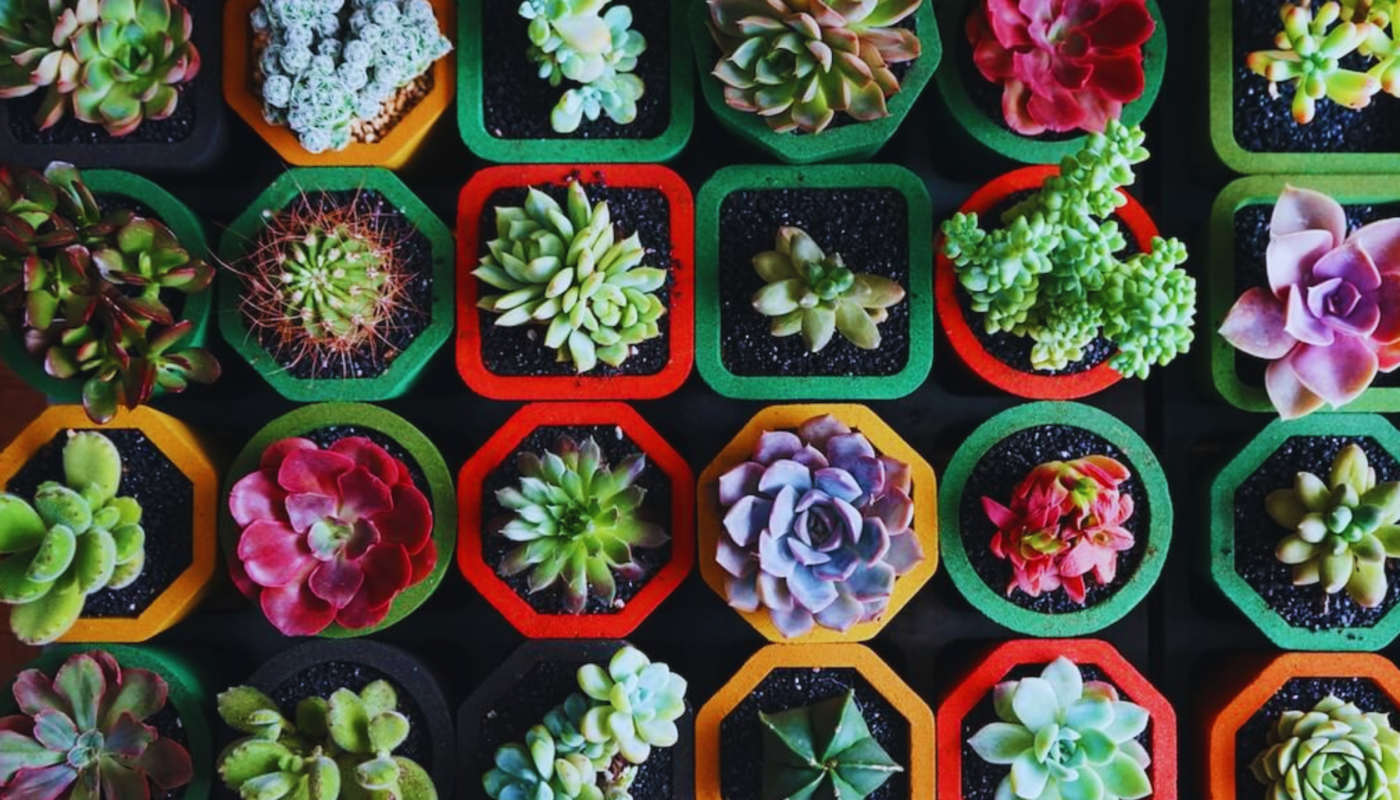 why choose succulent for your home