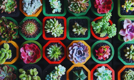 why choose succulent for your home