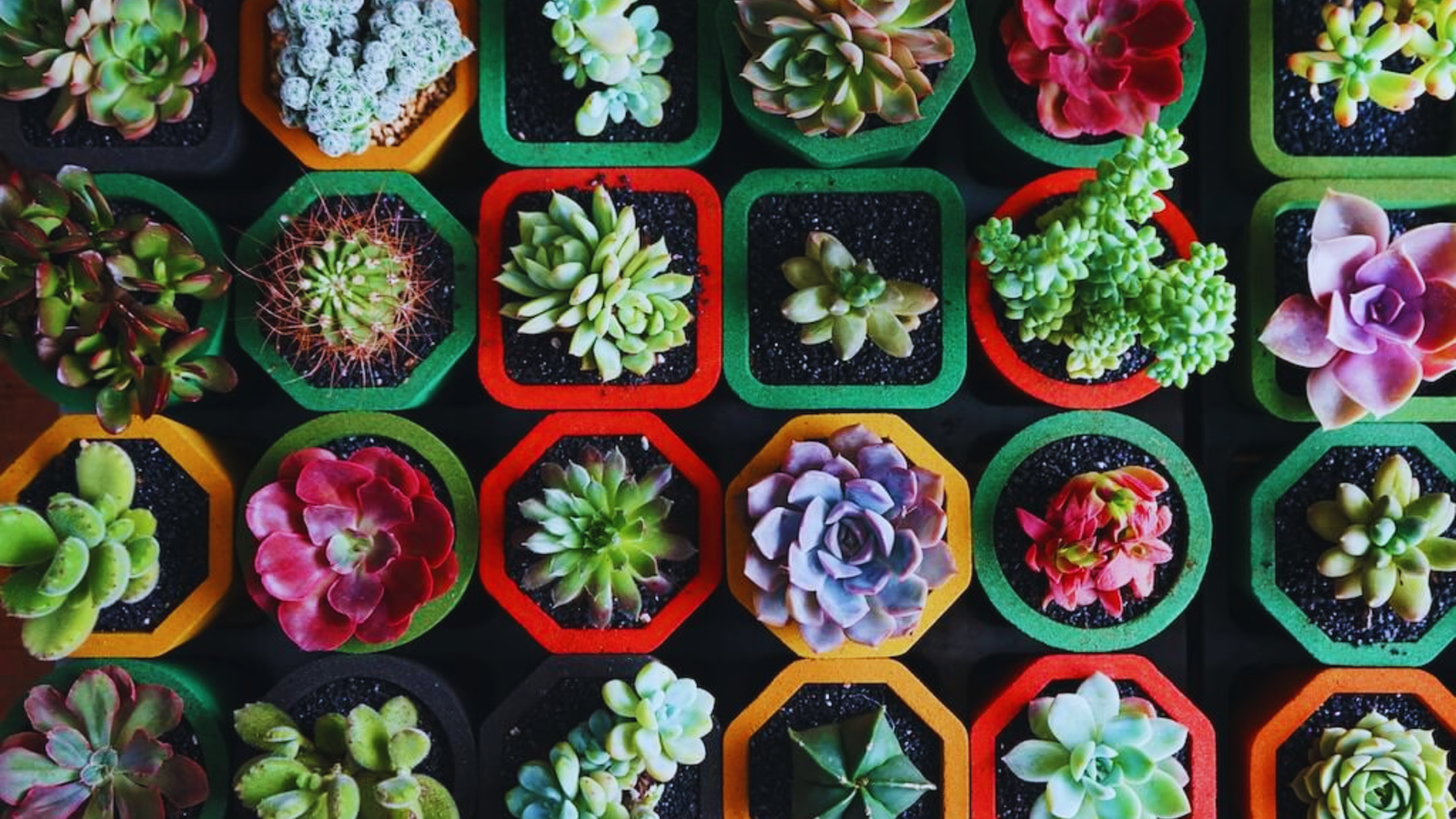 why choose succulent for your home