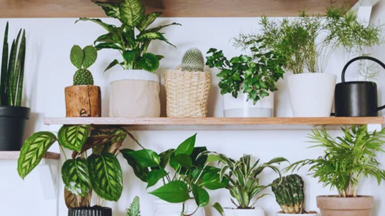 aesthetic indoor plants