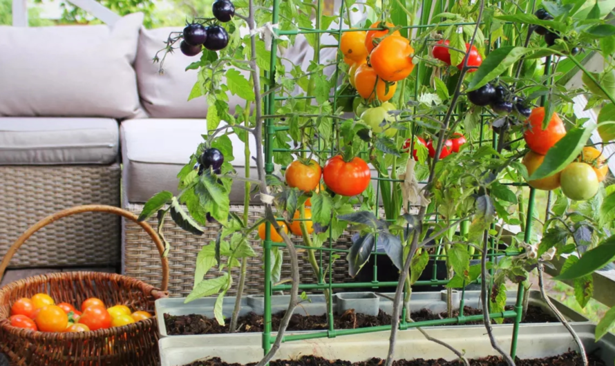 How to Maximize Kitchen Garden Yield