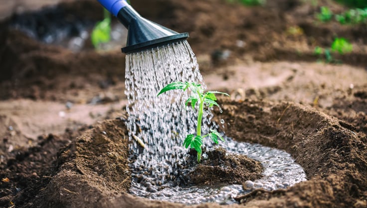 Watering Techniques Heat wave gardening tips