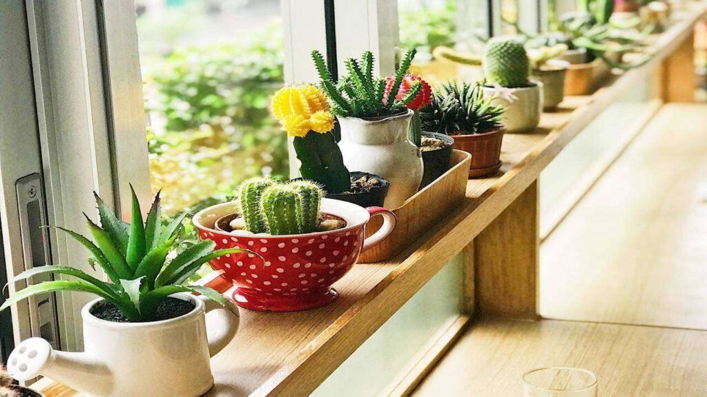 Why Choose Succulents for Your Home