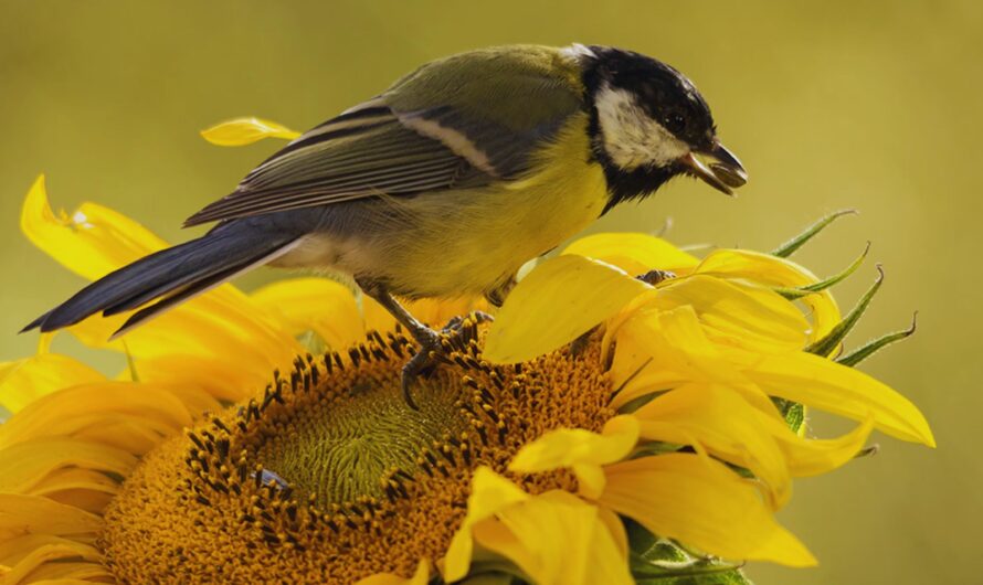 Blooms that Bring Birds: Flowering Favorites for Feathered Friends