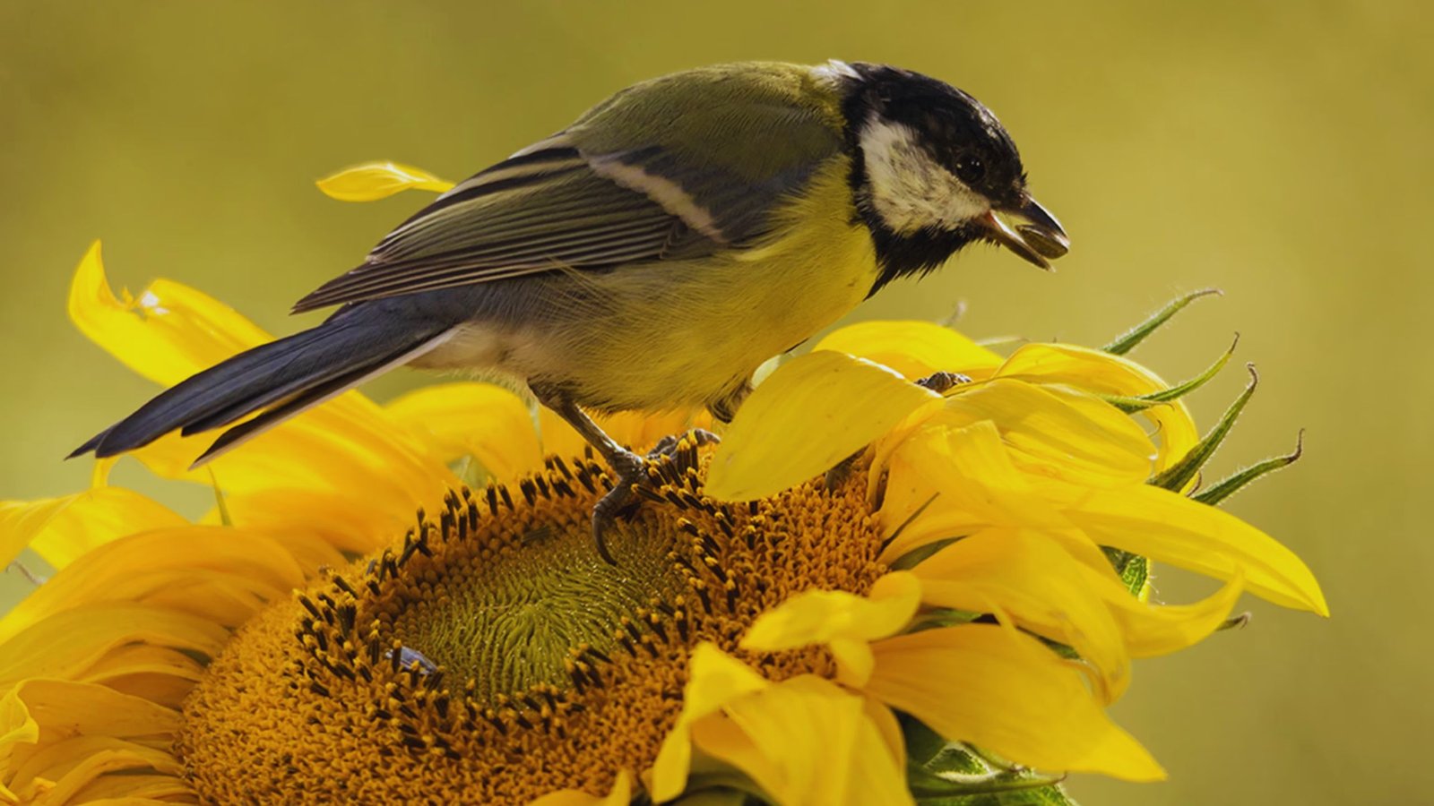 Flowers to Attract Birds