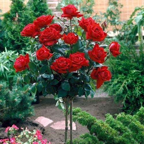 rose fragrant flowers for your garden  