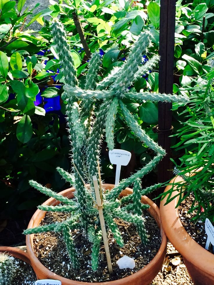 Cholla Cactus (Cylindropuntia spp.) 