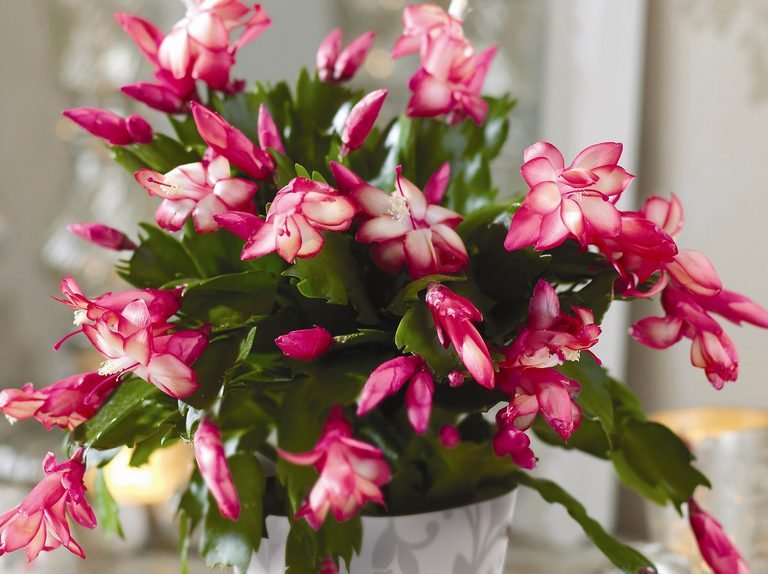 Christmas Cactus (Schlumbergera spp.)