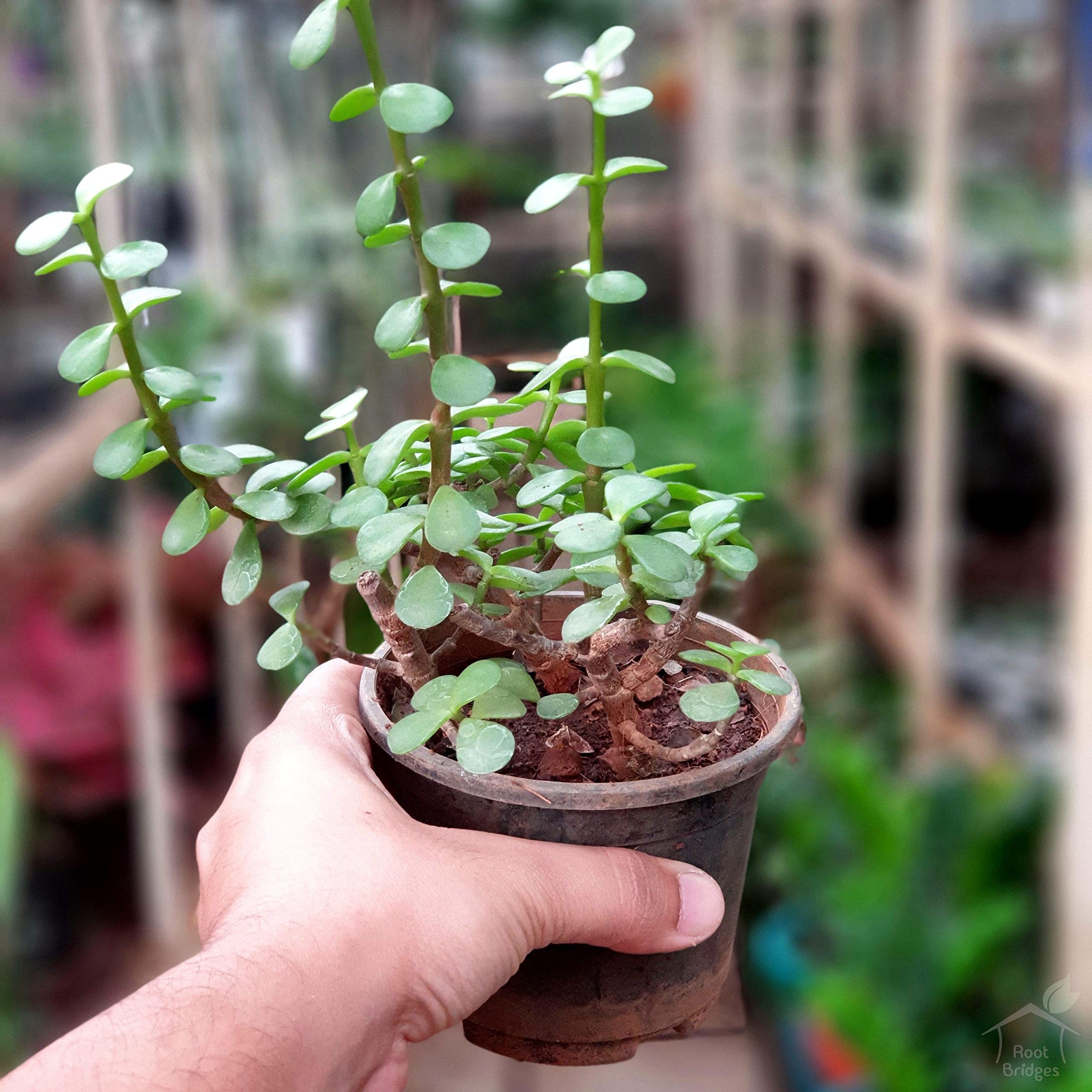 Crassula (Jade Plant)