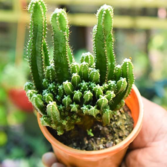  Fairy Castle Cactus (Acanthocereus tetragonus)