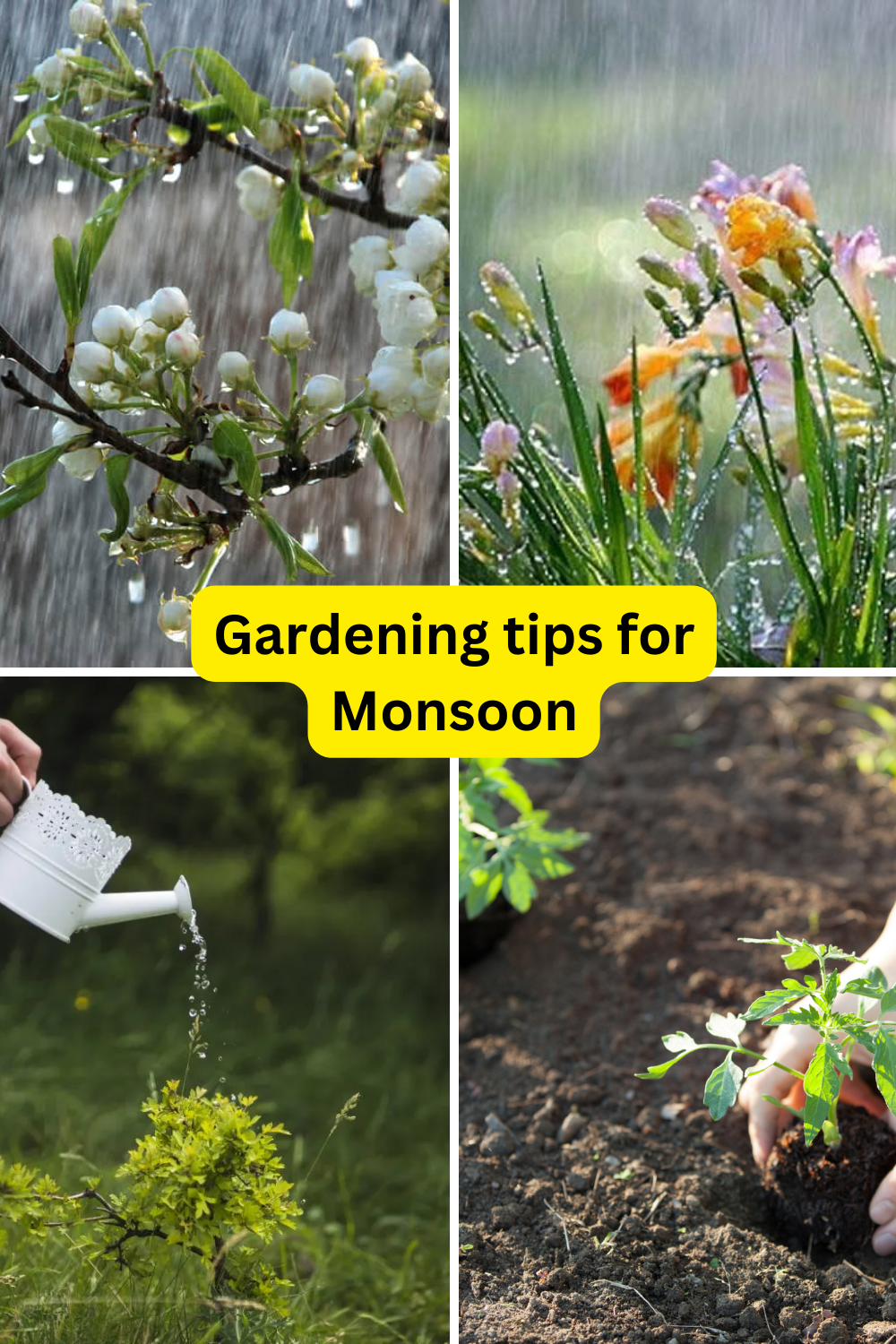 Gardening tips for Monsoon