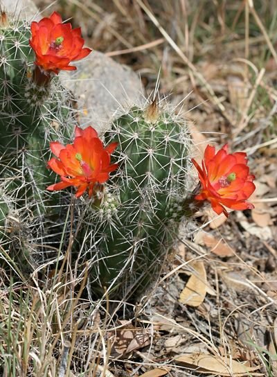 Hedgehog Cactus (Echinocereus spp.)