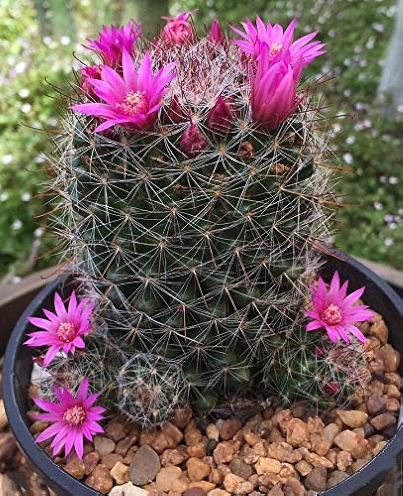 Mammillaria Cactus (Mammillaria spp.)