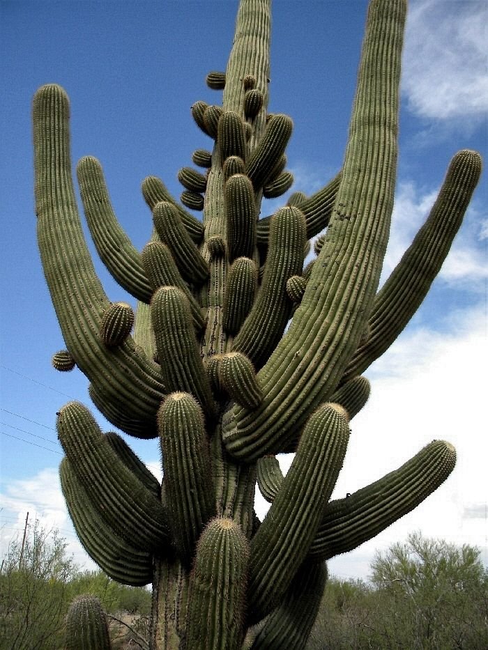 Saguaro Cactus (Carnegiea gigantea)