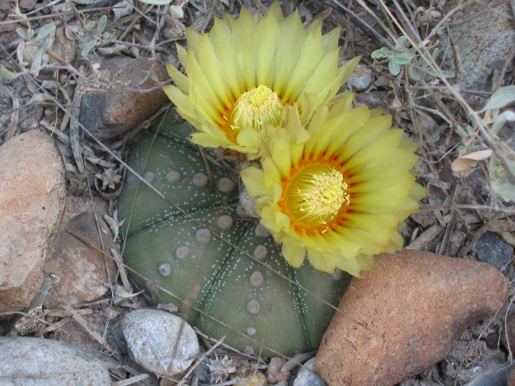 Star Cactus (Astrophytum asterias) 