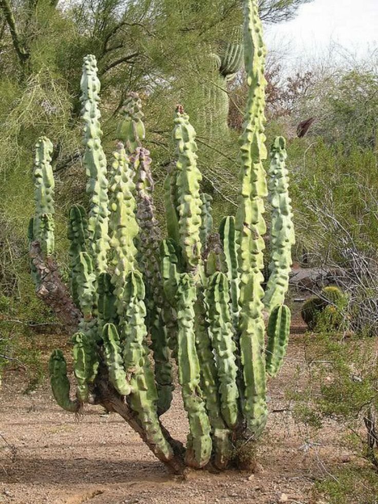 Totem Pole Cactus (Pachycereus schottii monstrosus)