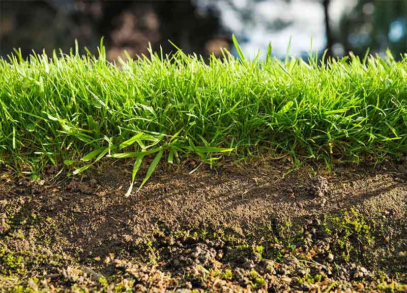 Understand Your Lawn
