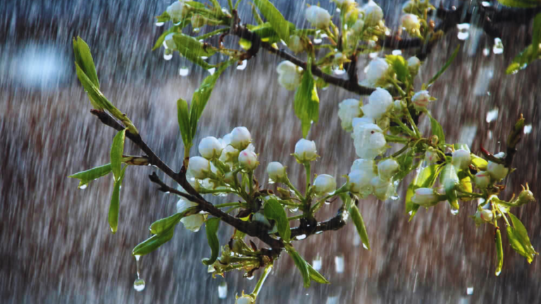 Gardening tips for Monsoon