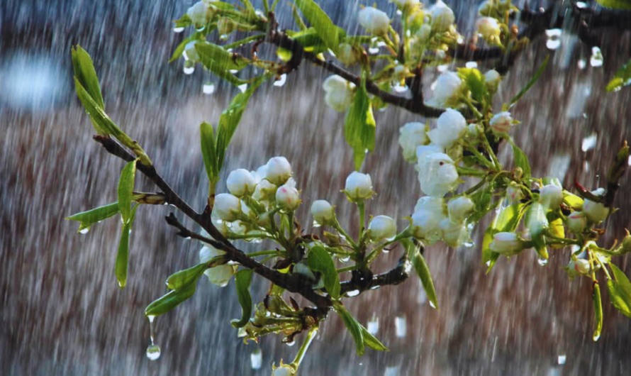 Gardening Tips for Monsoon Season- Gardening Hacks that You Must Know