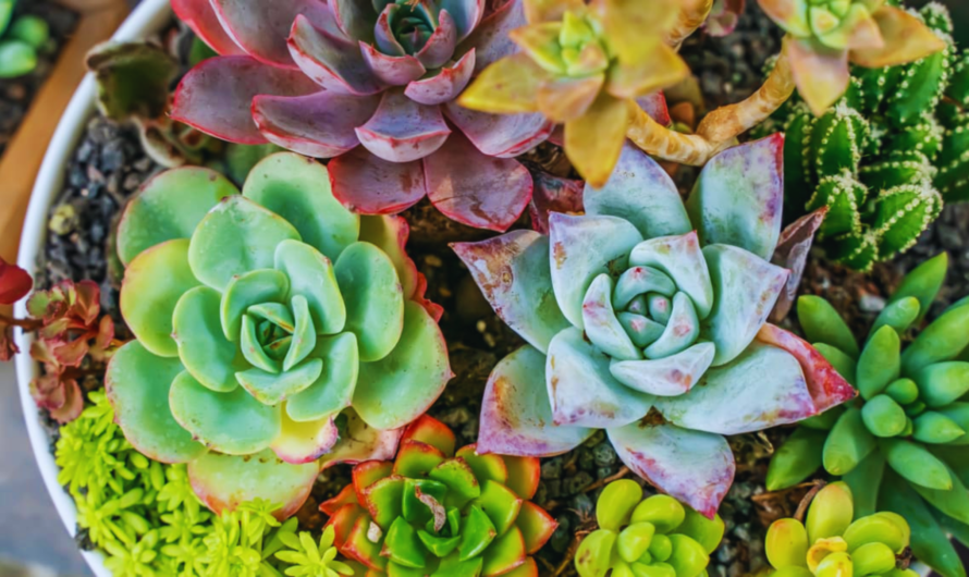 Succulent Showcase: Discover the Diverse World of These Hardy Beauties
