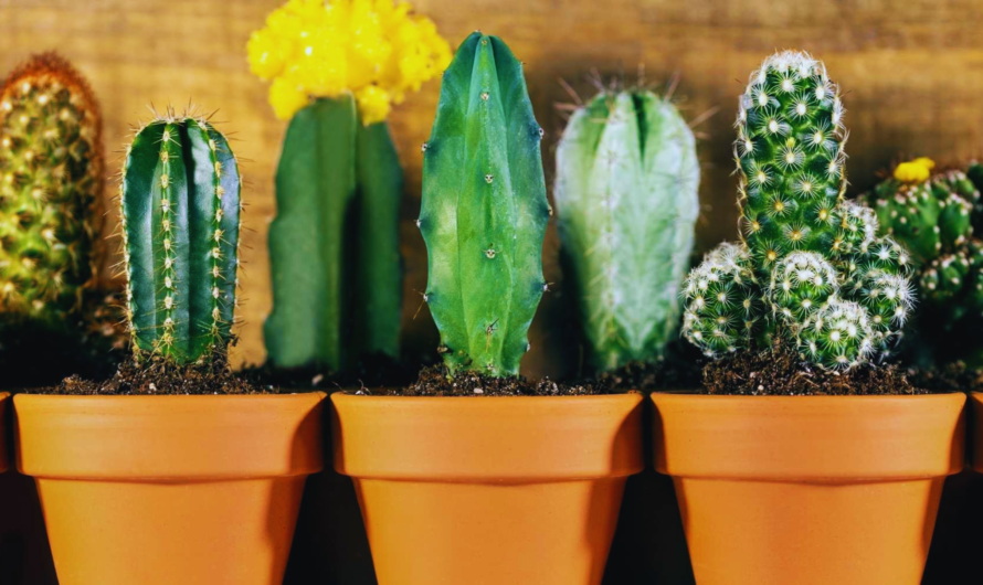 10 Must-Have Cactus Plants for Your Garden