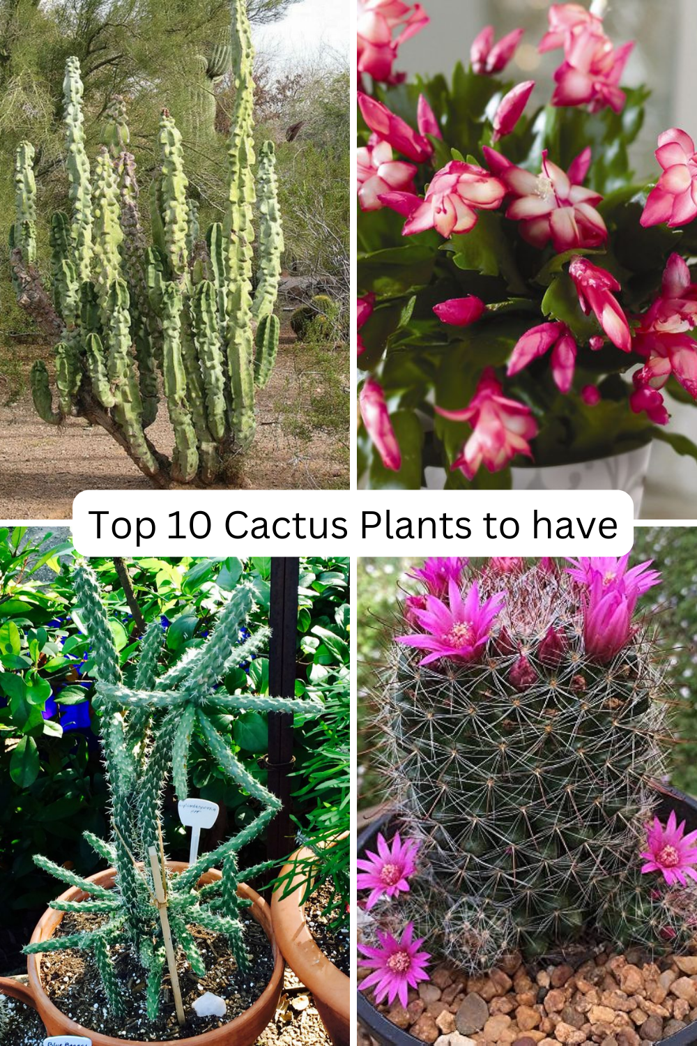 types of cactus plants 