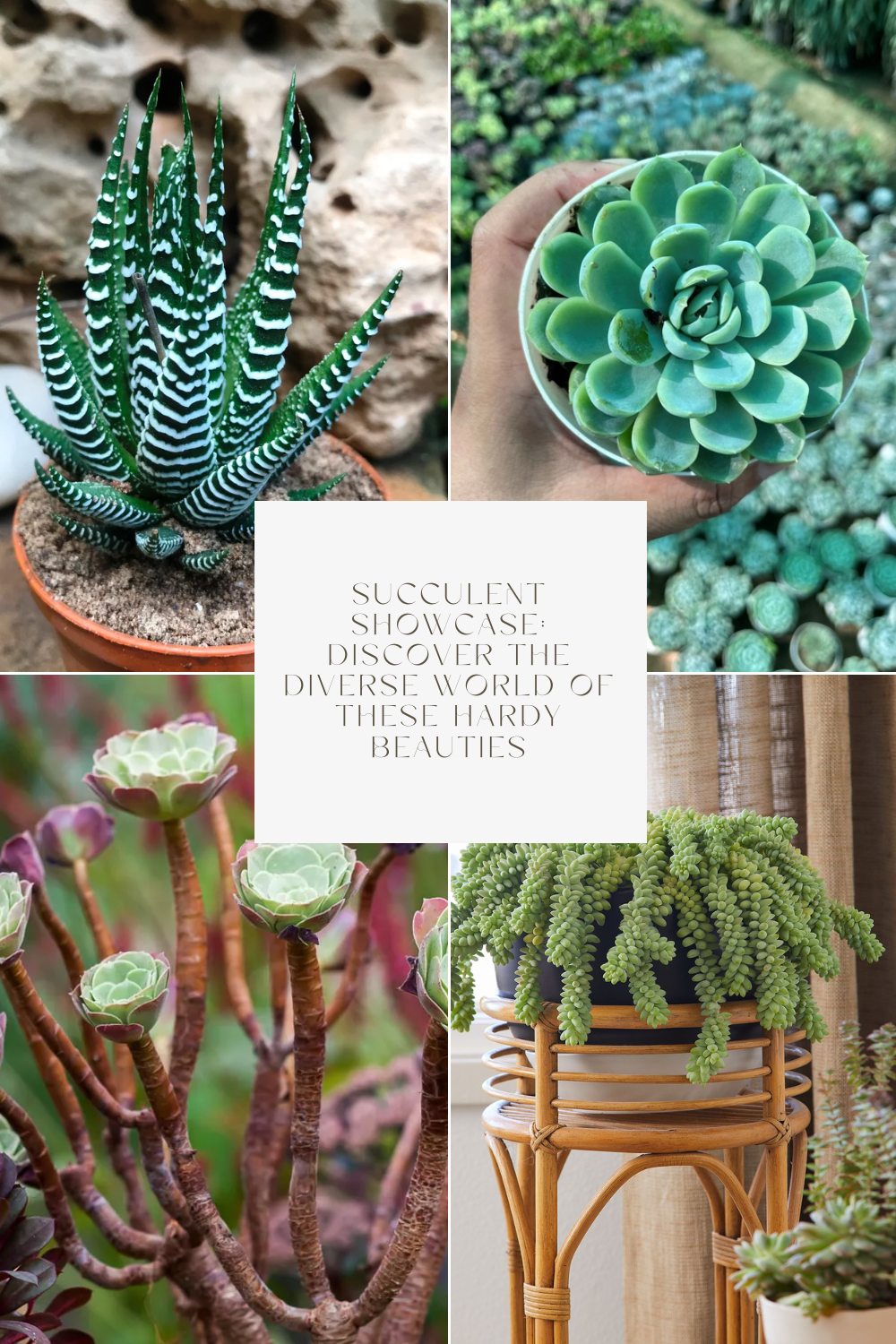 Succulent Showcase: Discover the Diverse World of These Hardy Beauties