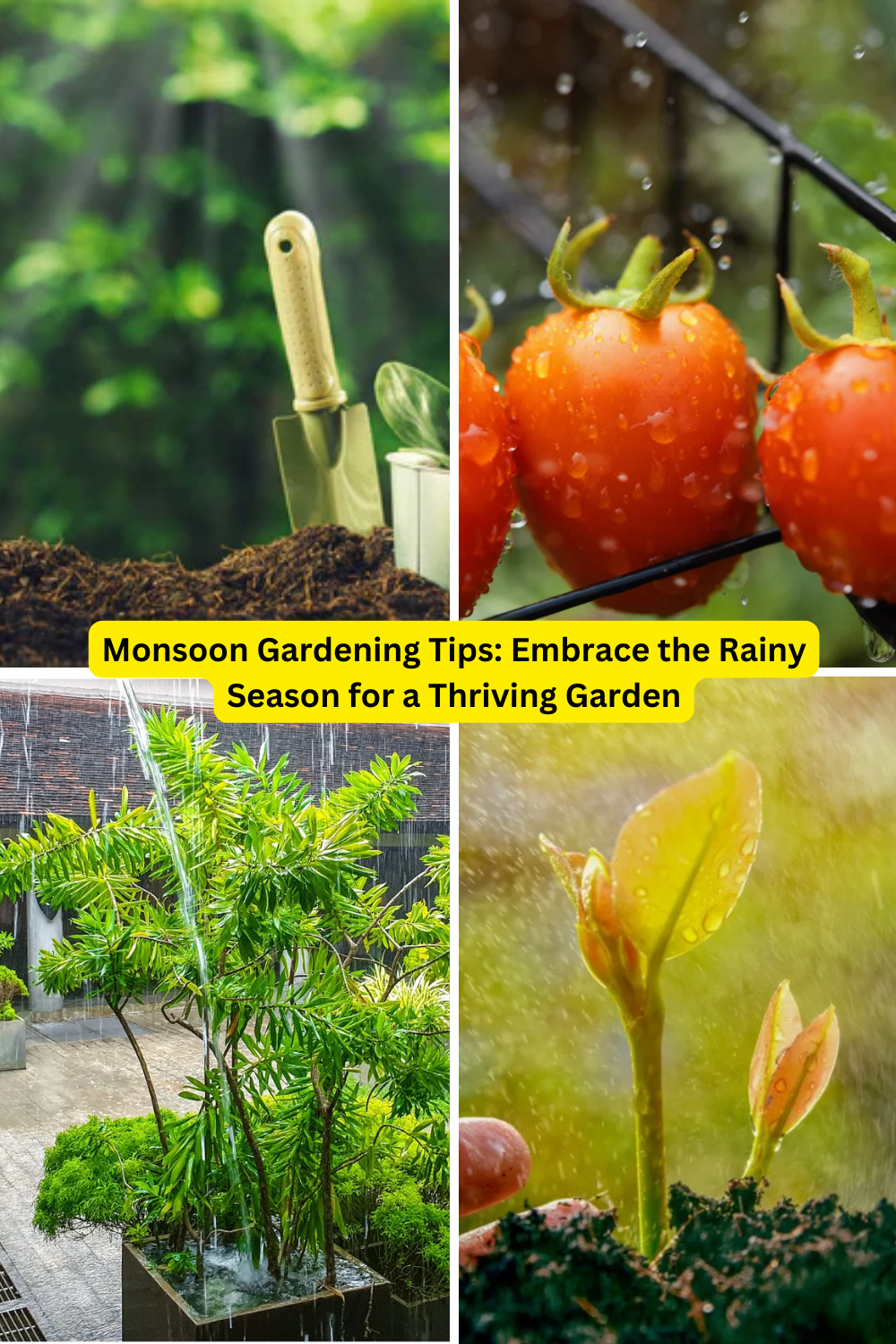 Monsoon Gardening Tips: Embrace the Rainy Season for a Thriving Garden