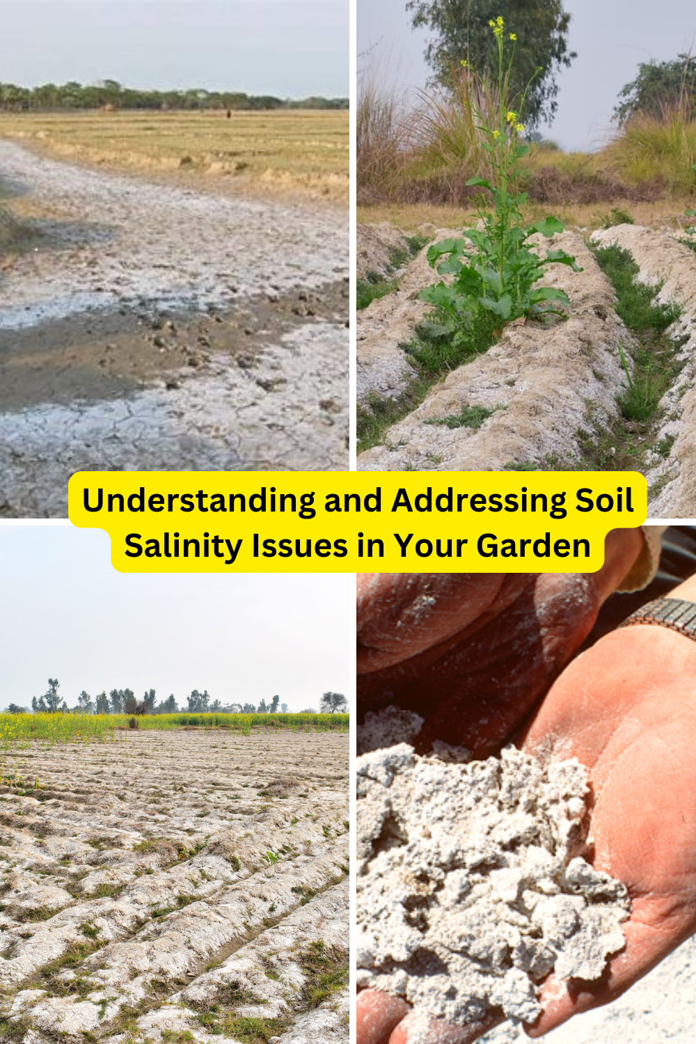 Understanding and Addressing Soil Salinity Issues in Your Garden