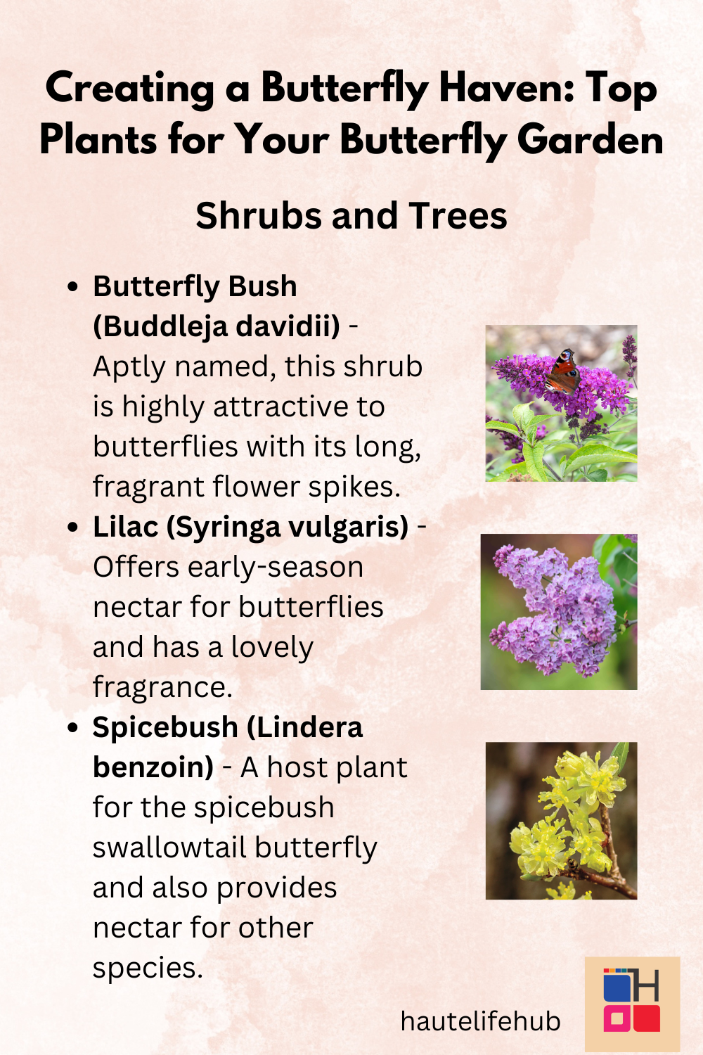 Creating a Butterfly Haven: Top Plants for Your Butterfly Garden