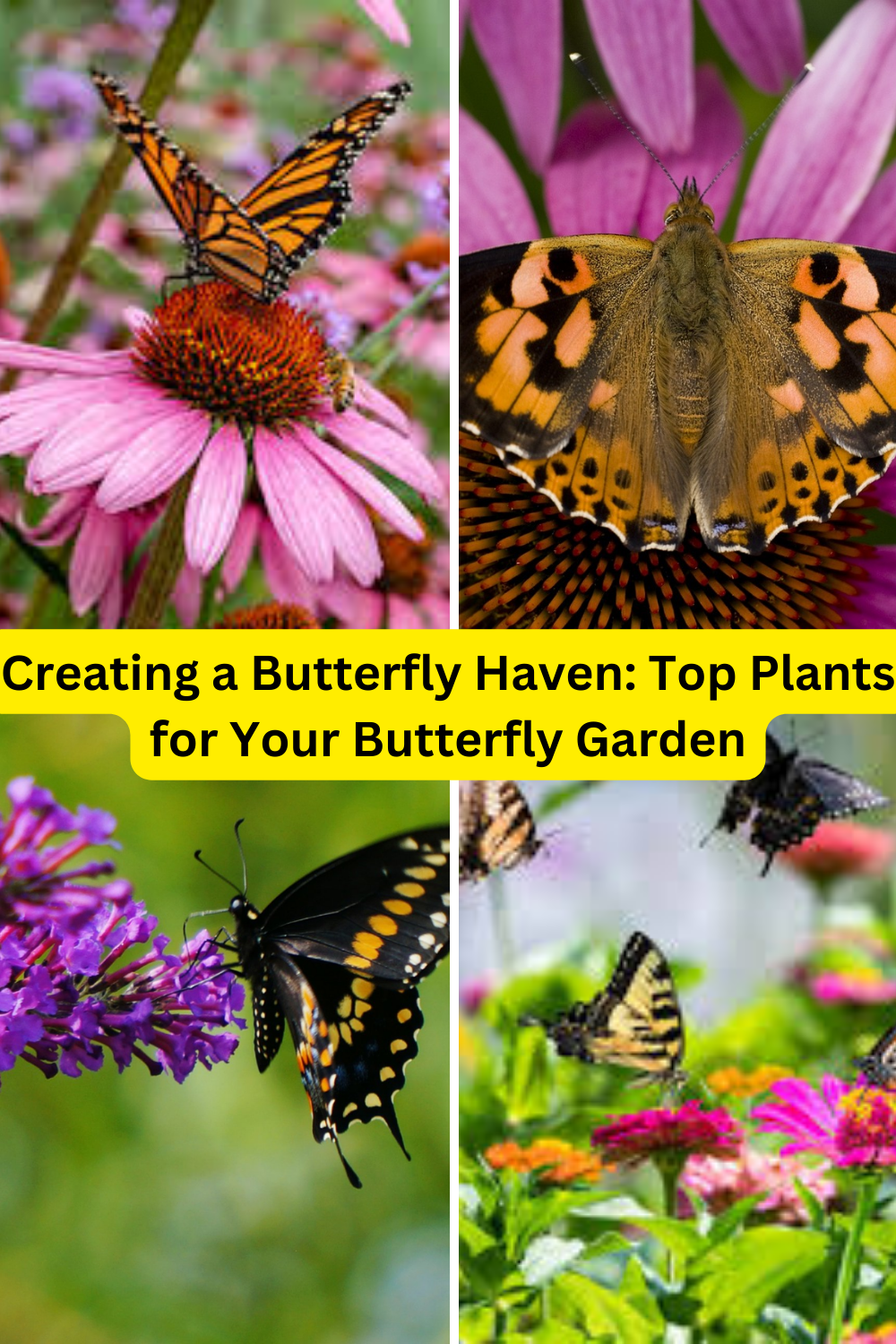 Creating a Butterfly Haven Top Plants for Your Butterfly Garden (4)