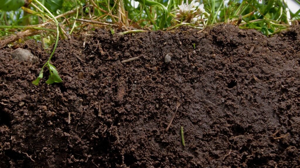 Improve Soil Drainage