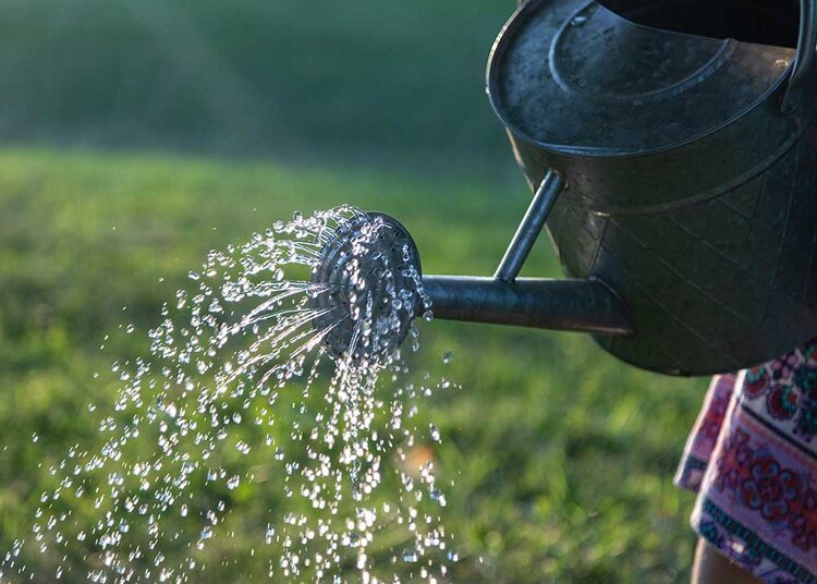 Proper Watering