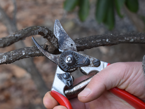 Pruning and Staking