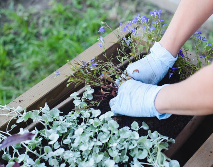 Selecting Plants