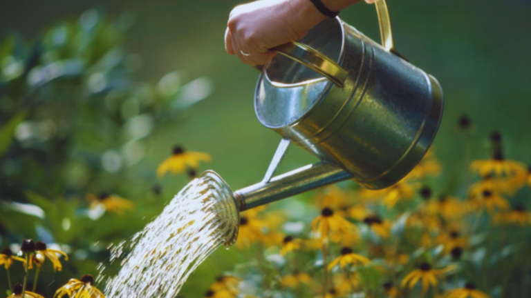 Watering Techniques for a Thriving Garden